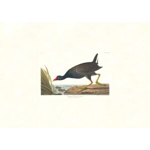 Common Gallinule by John James Audubon. Birds of America. Heritage Prints. Museum Quality Giclee Print