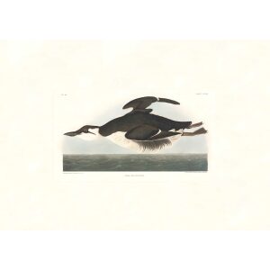 Brunnich's Guillemot by John James Audubon. Birds of America. Heritage Prints. Museum Quality Giclee Print