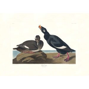 Velvet Duck by John James Audubon. Birds of America. Heritage Prints. Museum Quality Giclee Print