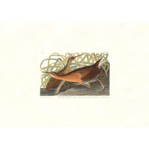 American Pied-bill Dobchick by John James Audubon. Birds of America. Heritage Prints. Museum Quality Giclee Print