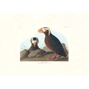 Tufted Auk by John James Audubon. Birds of America. Heritage Prints. Museum Quality Giclee Print