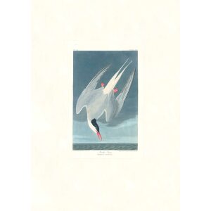 Arctic Tern by John James Audubon. Birds of America. Heritage Prints. Museum Quality Giclee Print