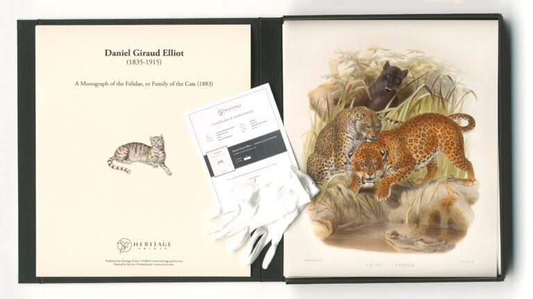 Behind the Scenes: Giclée Printing 'Family of the Cats' by Daniel Elliot. Heritage Prints - Re-Art Special Art Productions