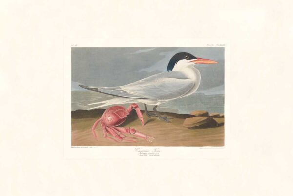 Audubon 273 Cayenne Tern