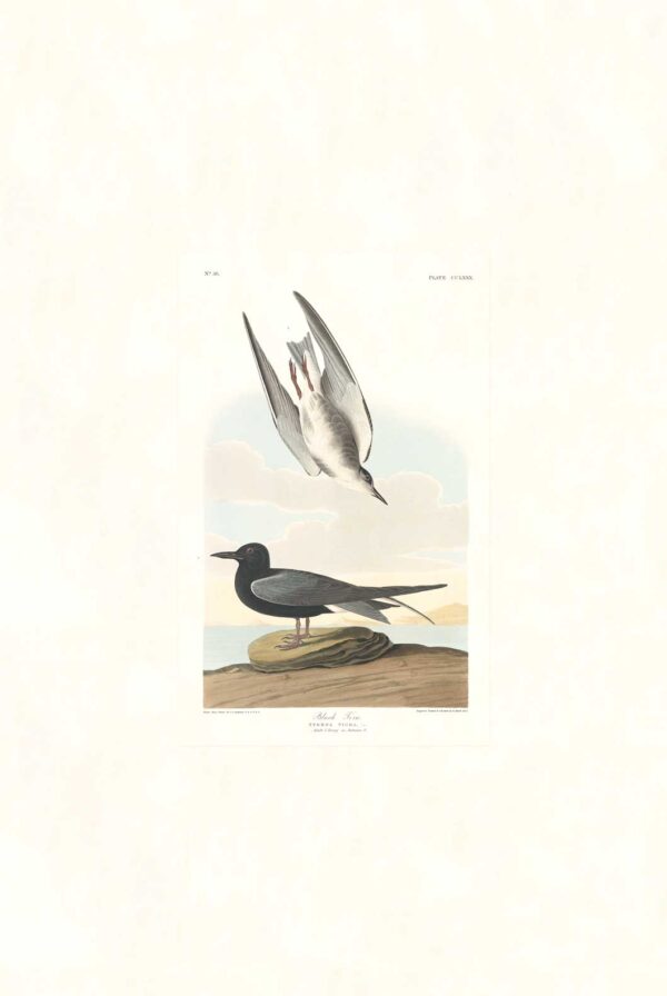 Audubon 280 Black Tern