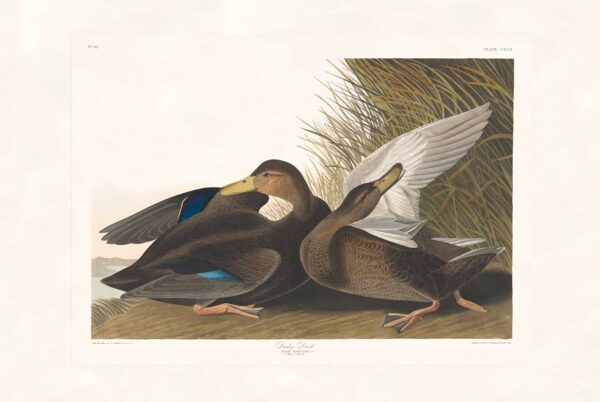 Audubon 302 Dusky Duck