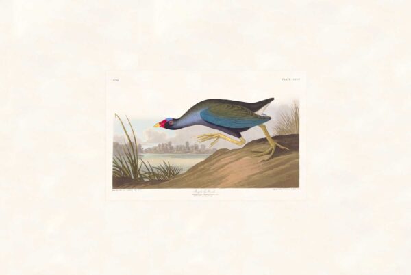 Audubon 305 Purple Gallinule