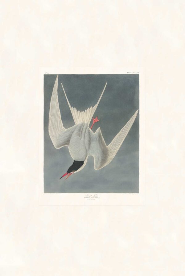 Audubon 309 Great Tern