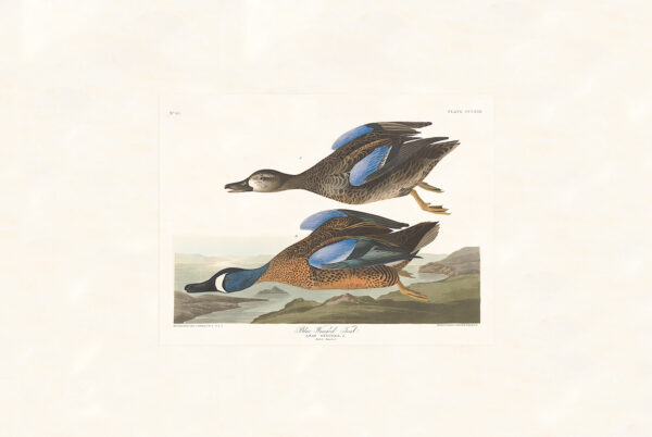 Audubon 313 Blue-winged Teal