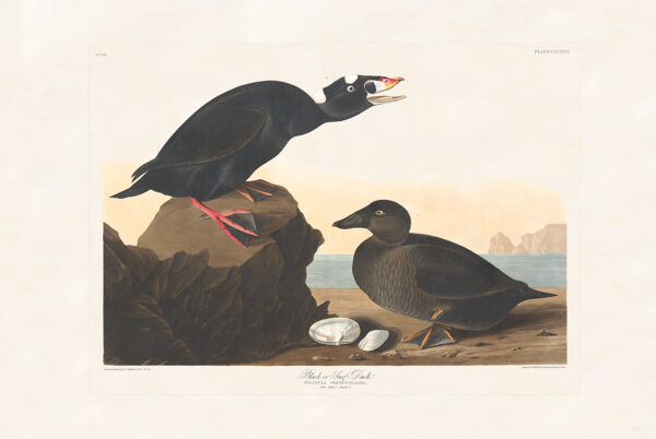 Audubon 317 Black or Surf Duck