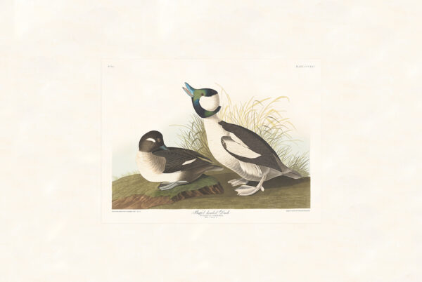 Audubon 325 Buffet-headed Duck