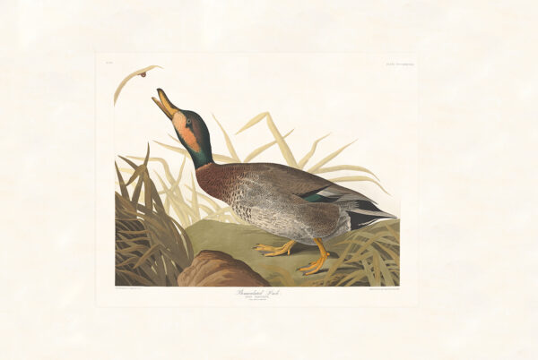 Audubon 338 Bemaculated Duck