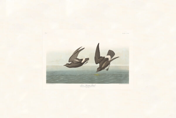 Audubon 340 Least Stormy-Petrel