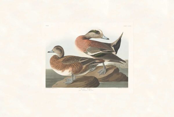 Audubon 345 American Widgeon