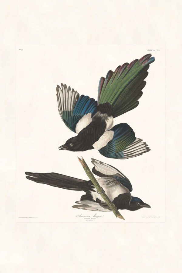 Audubon 357 American Magpie