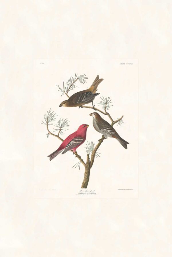 Audubon 358 Pine Grosbeak