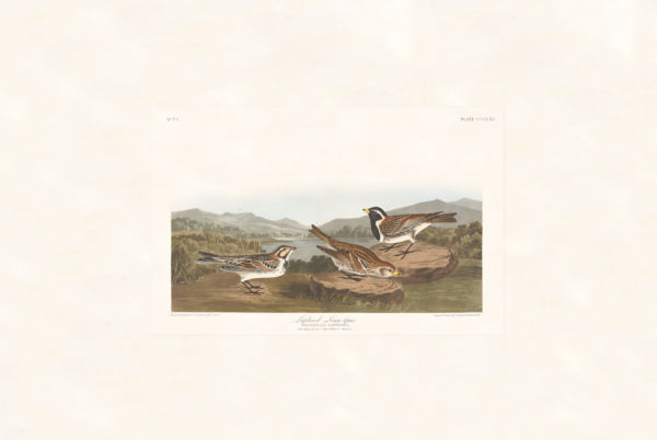 Audubon 365 Lapland Long-spur