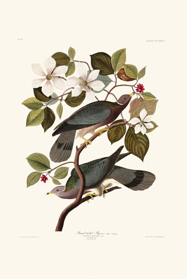 Audubon 367 Band-tailed Pigeon