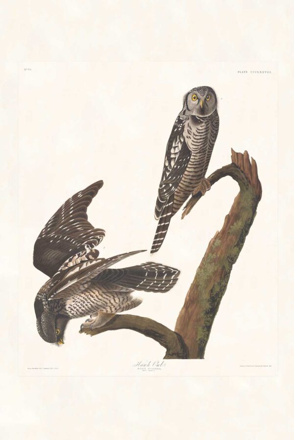 Audubon 378 Hawk Owl