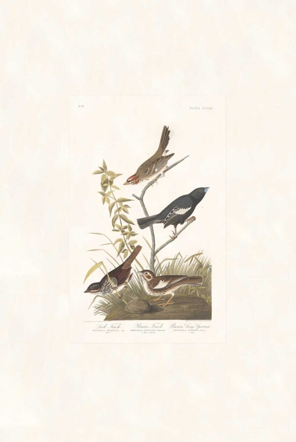 Audubon 390 Lark Finch