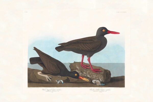 Audubon 427 White-legged Oyster Catcher. Slender-billed Oyster Catcher