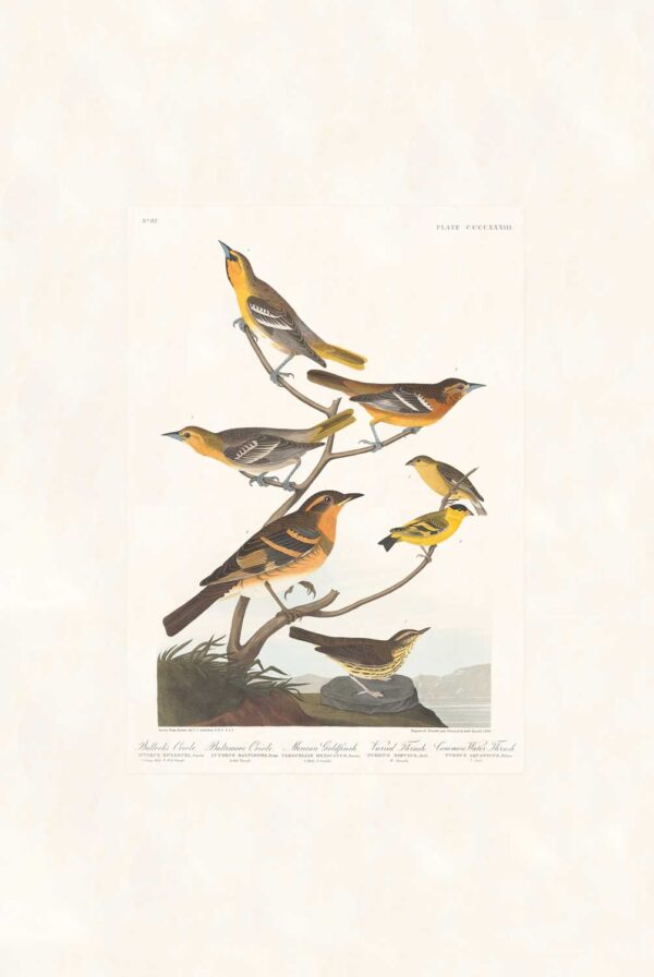 Audubon 433 Bullock's Oriole. Baltimore Oriole. Mexican Goldfinch. Varied Thrush.