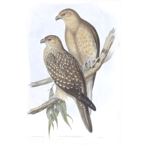 John Gould - Birds of Australia Volume 1 Whistling Eagle - Facsimile Giclee Print - Heritage Prints