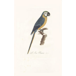 LEVAILLANT, François (1753-1824). Histoire naturelle des oiseaux de paradis  et des rolliers, suivie de celles des toucans et des barbus. Paris: chez  Denn le jeune, Perlet, [1801]-1806.