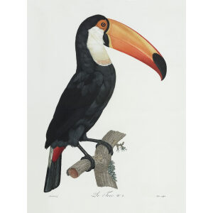 Levaillant - Toucans - Le Toco. François Levaillant and Jacques Barraband collaborated on the world’s best-known natural history work