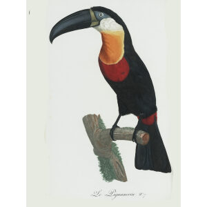 Levaillant - Toucans - Le Pignancoin. François Levaillant and Jacques Barraband collaborated on the world’s best-known natural history work