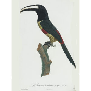 Levaillant - Toucans - L'Aracari à ceinture rouge.