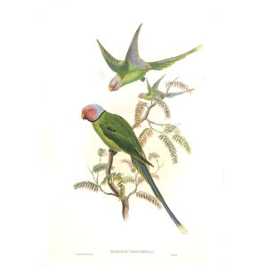 Burmese Parrakeet. John Gould. Birds of Asia. Volume 6. Giclee print