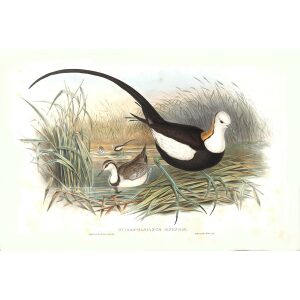 Bird art on museum quality giclée prints Heritage Prints