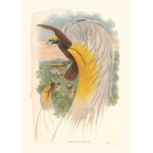 Heritage Prints John Gould New Guinea 1 28 Papuan Bird of Paradise