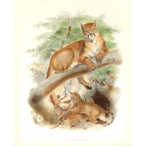 Felis Concolor. Cougar Puma, Panthr, American Lion. Daniel Giraud Elliot. A Monograph of the Felidae or Family of Cats. Museum quality giclee print.