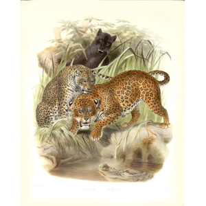 Panther or Leopard. Felis Leopardus. Daniel Giraud Elliot. A Monograph of the Felidae or Family of Cats. Museum quality giclee print.