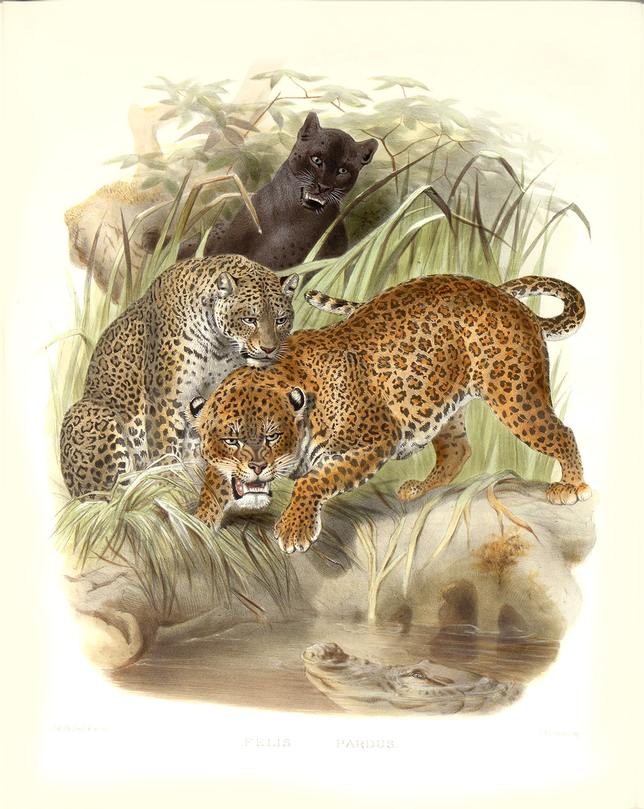 Felis Leopardus. The Panther or Leopard. Daniel Giraud Elliot. A Monograph of the Felidae or Family of Cats. Museum quality giclee print.