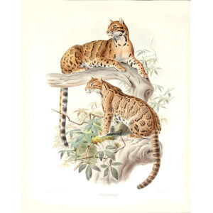 Felis Diardi. Clouded Tiger. Daniel Giraud Elliot. A Monograph of the Felidae or Family of Cats. Museum quality giclee print.