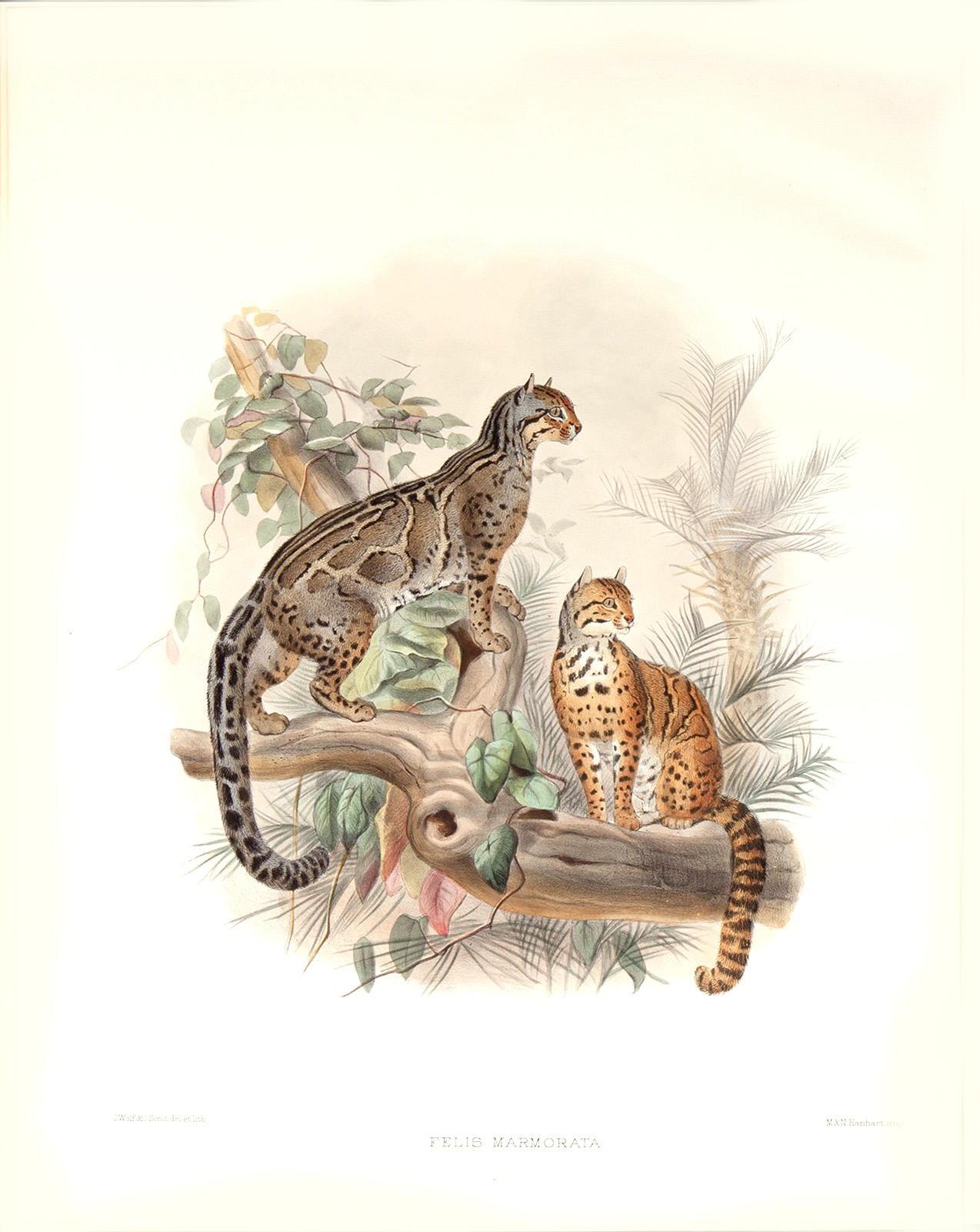 Felis Mormorata. Elliot. Family Of Cats Felidae. Museum Quality Giclee 