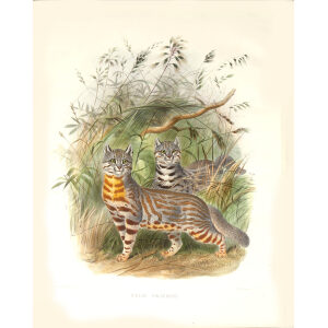 Felis Pajeros. Pampas Cat. Daniel Giraud Elliot. A Monograph of the Felidae or Family of Cats. Museum quality giclee print.