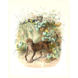 Felis Jaguarundi. Daniel Giraud Elliot. A Monograph of the Felidae or Family of Cats. Museum quality giclee print.