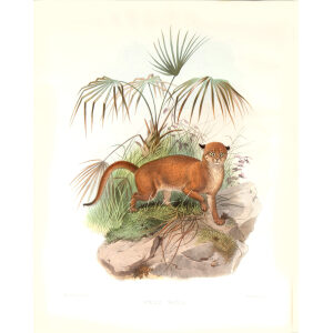 Felis Badia. Bornean Red Cat. Daniel Giraud Elliot. A Monograph of the Felidae or Family of Cats. Museum quality giclee print.