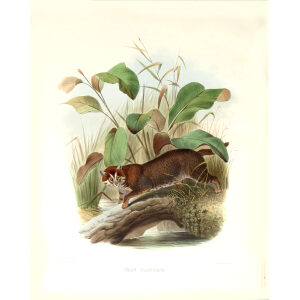 Felis Planiceps. Little Alayan Red Cat. Daniel Giraud Elliot. A Monograph of the Felidae or Family of Cats. Museum quality giclee print.