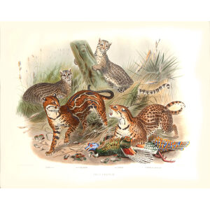 Felis Pardalis. The Ocelot. Daniel Giraud Elliot. A Monograph of the Felidae or Family of Cats. Museum quality giclee print.