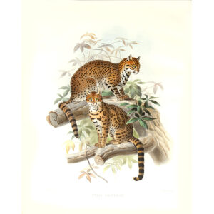 Felis Geoffroyi. Geoffroy's Cat. aniel Giraud Elliot. A Monograph of the Felidae or Family of Cats. Museum quality giclee print.