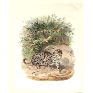 Felis Viverrina. Fishing Cat. Daniel Giraud Elliot. A Monograph of the Felidae or Family of Cats. Museum quality giclee print.