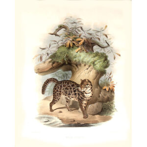 Felis Scripta. Painted Cat. Daniel Giraud Elliot. A Monograph of the Felidae or Family of Cats. Museum quality giclee print.