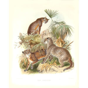 Felis Chrysothrix. African Golden Cat. Daniel Giraud Elliot. A Monograph of the Felidae or Family of Cats. Museum quality giclee print.