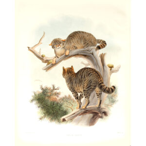 Felis Catus. European Wild Cat. Daniel Giraud Elliot. A Monograph of the Felidae or Family of Cats. Museum quality giclee print.