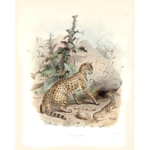 Felis Ornata. Desert Cat. Daniel Giraud Elliot. A Monograph of the Felidae or Family of Cats. Museum quality giclee print.